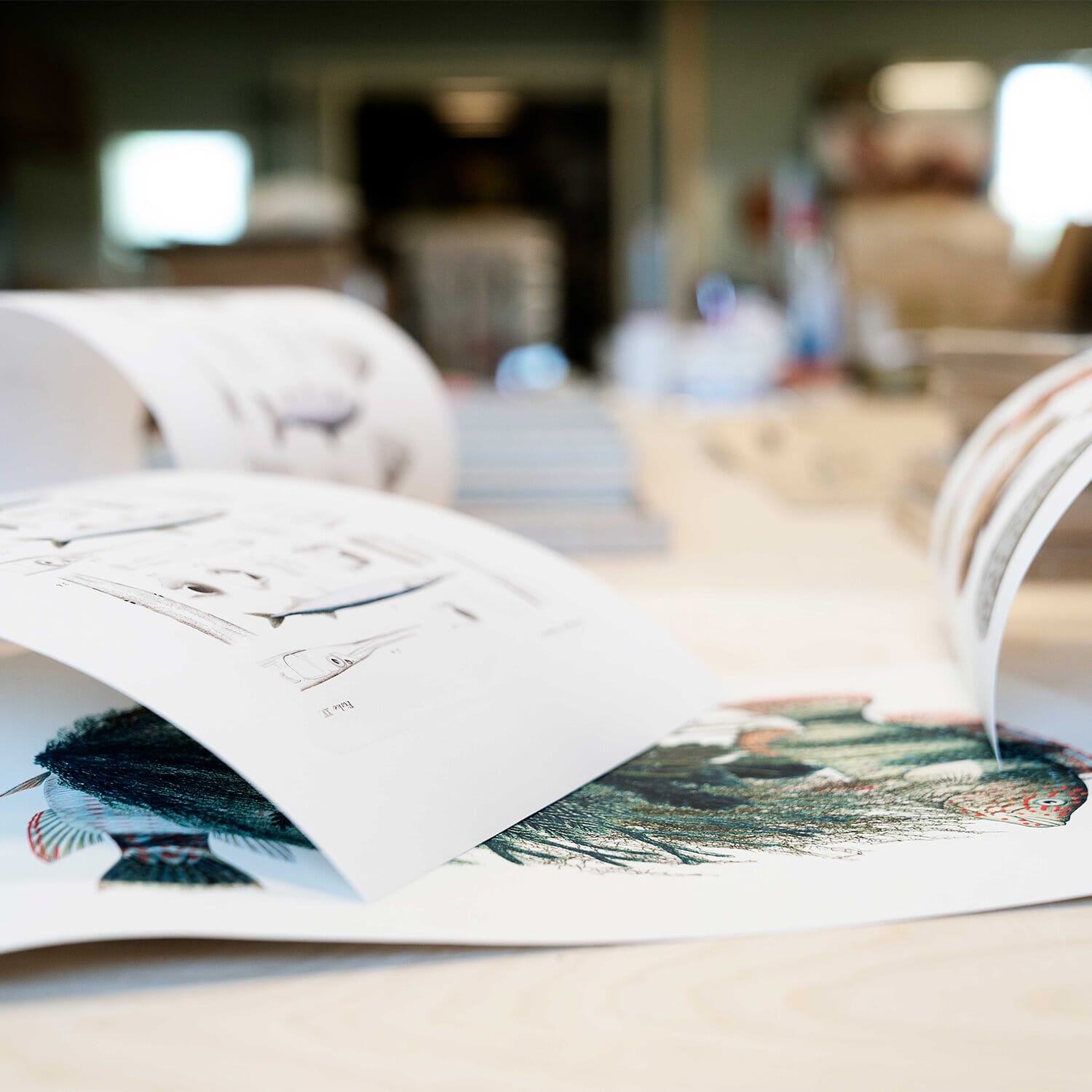 Bilde Rhinoceros Beetle 61x61 - Bilde 3