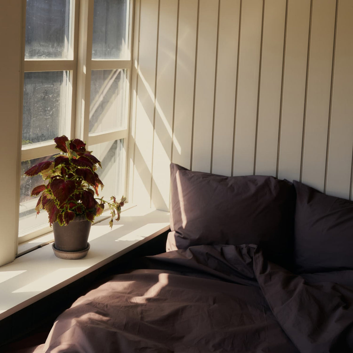 Sengesett Percale Coffee