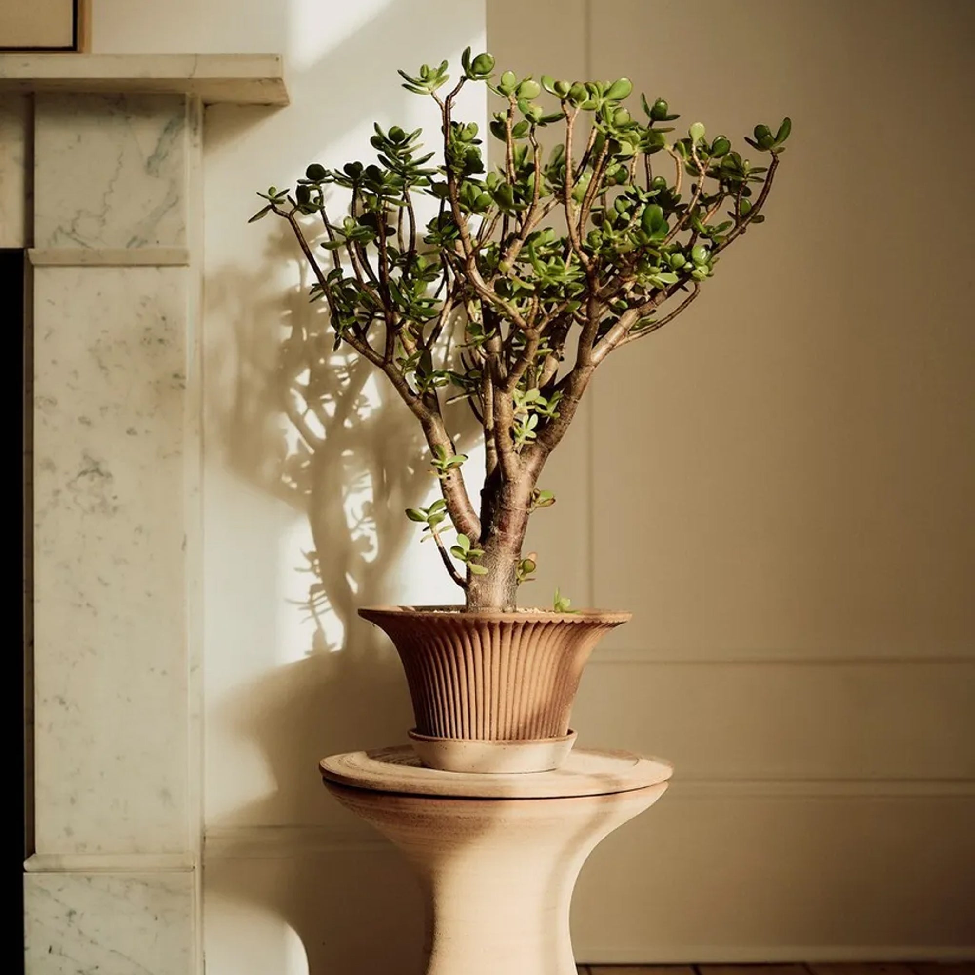 Hvordan plante i terrakottapotter?