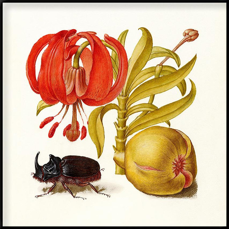 Bilde Rhinoceros Beetle 61x61