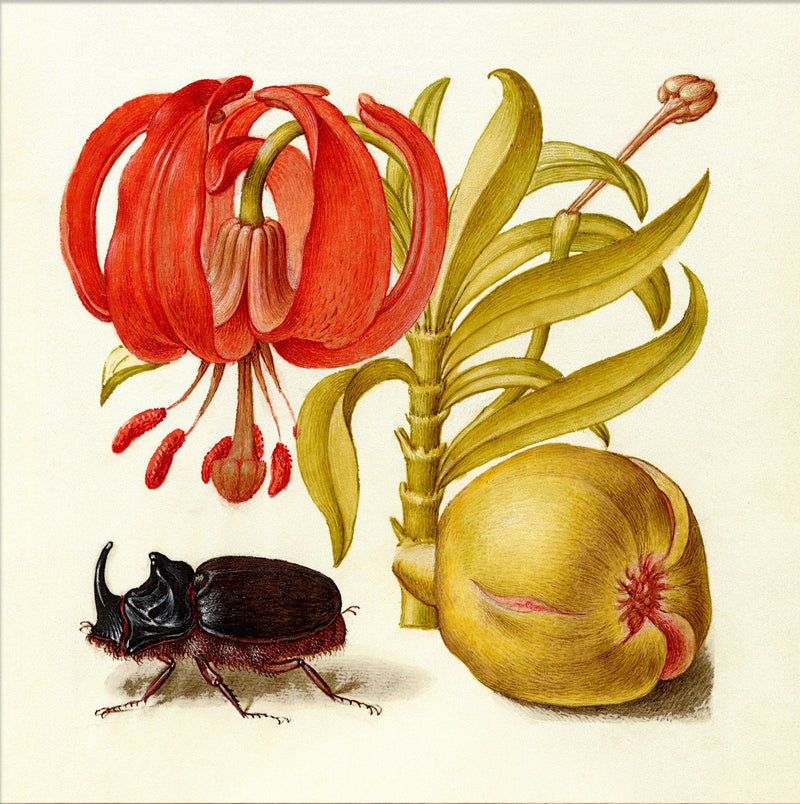 Bilde Rhinoceros Beetle 61x61