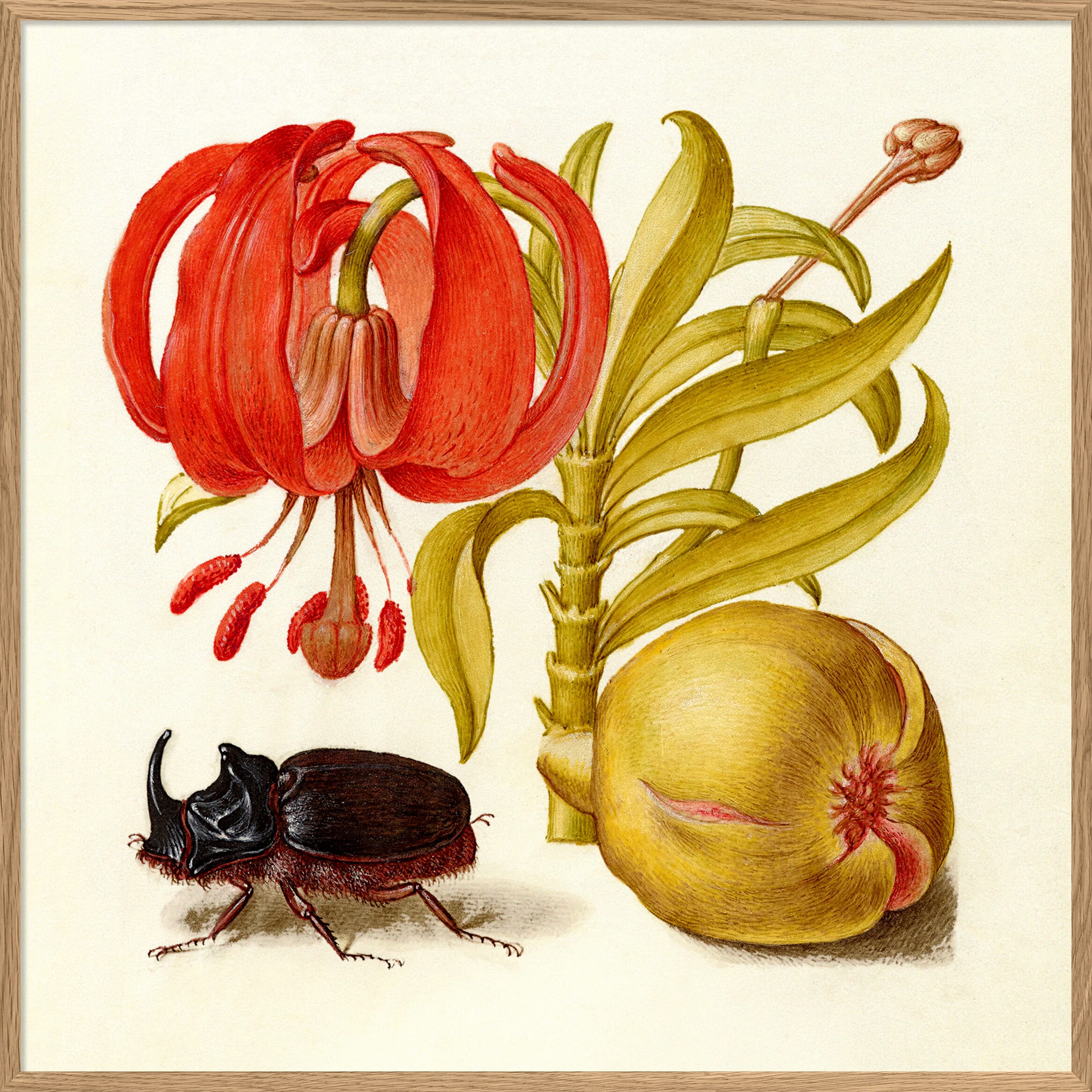 Bilde Rhinoceros Beetle 61x61 - Hovedbilde