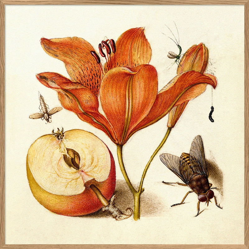 Bilde Orange Lily 61x61