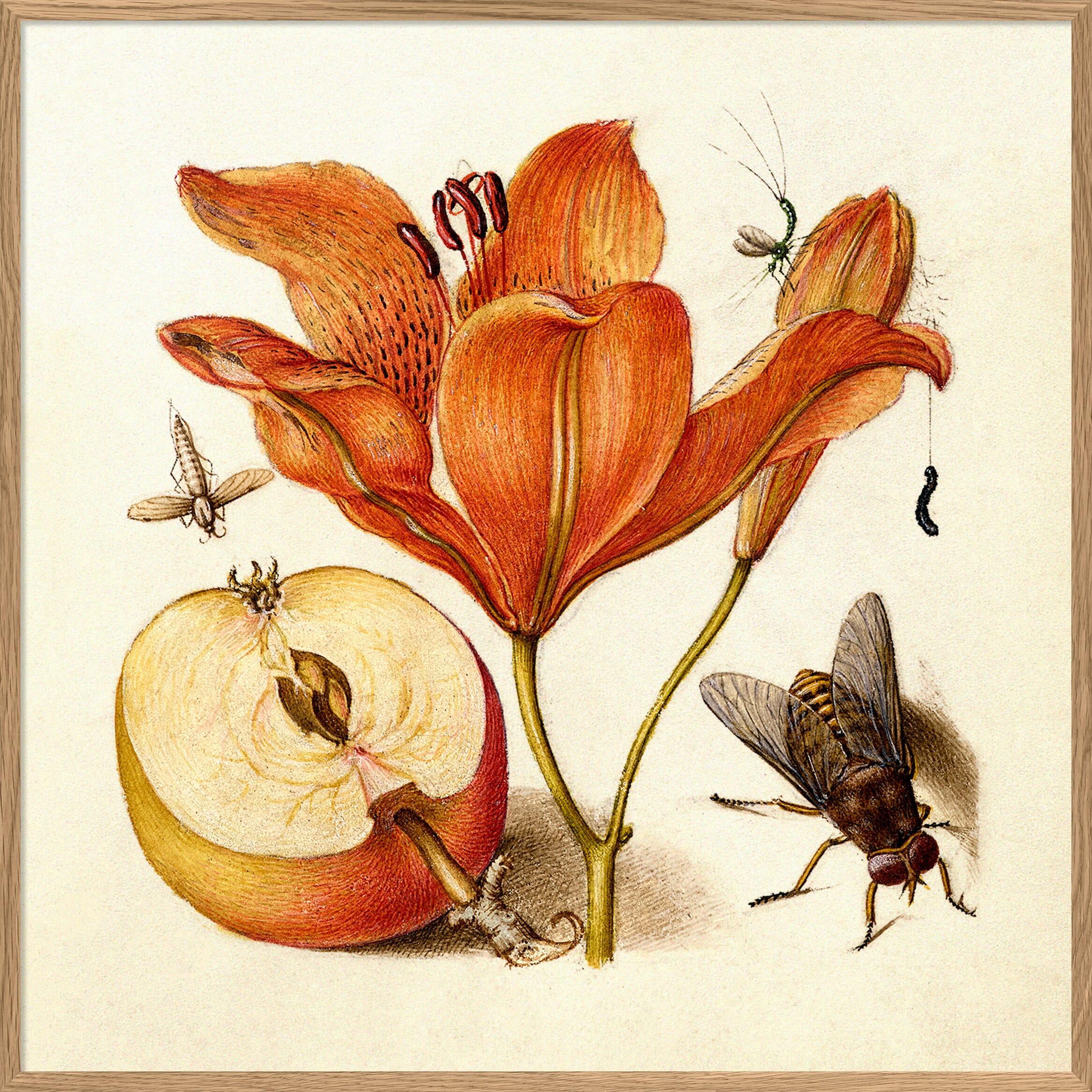 Bilde Orange Lily 61x61 - Hovedbilde