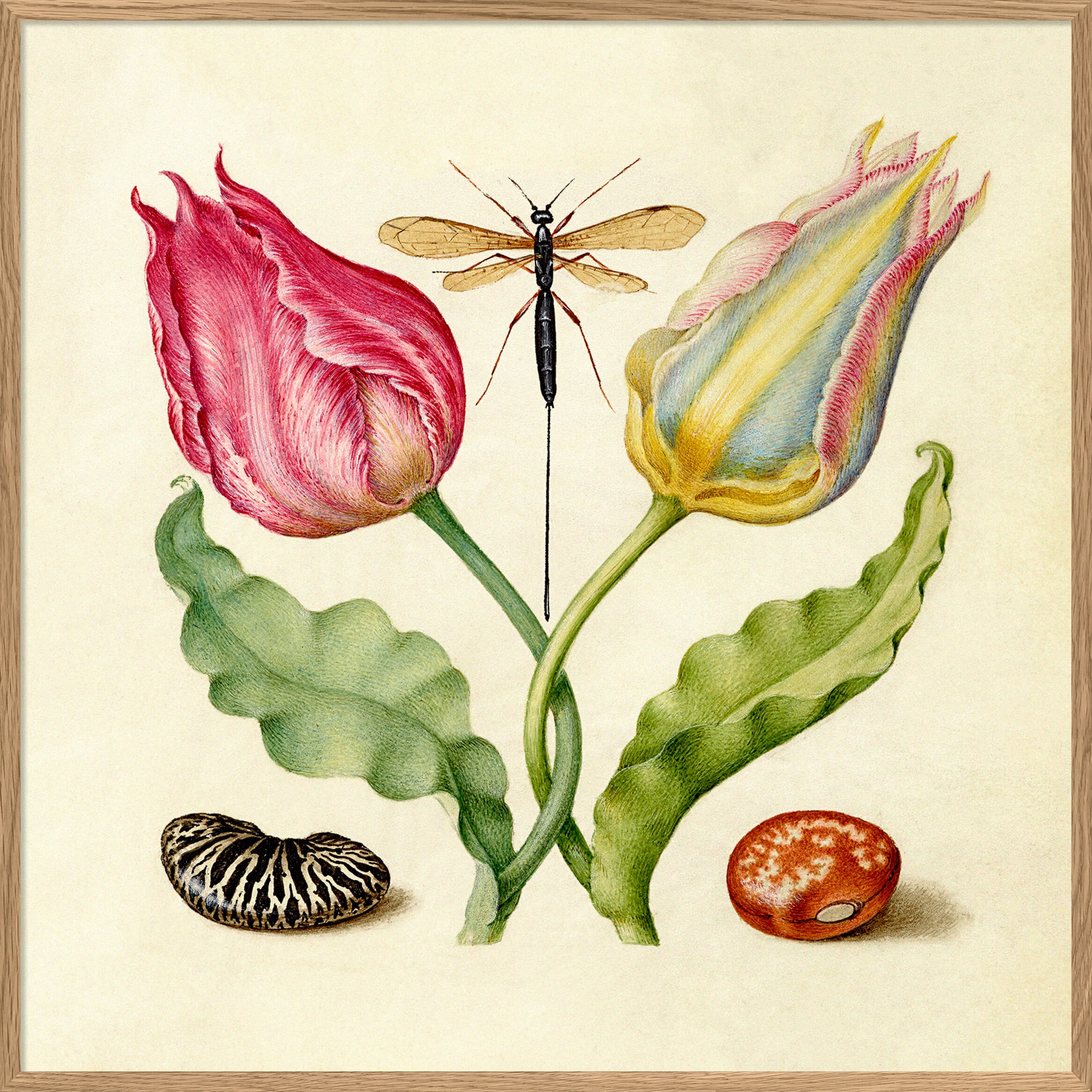 Bilde Tulips and Beans 61x61 - Hovedbilde