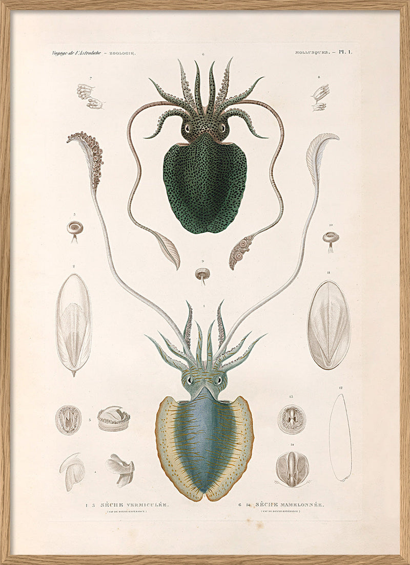 Bilde Mollusques - PL.1