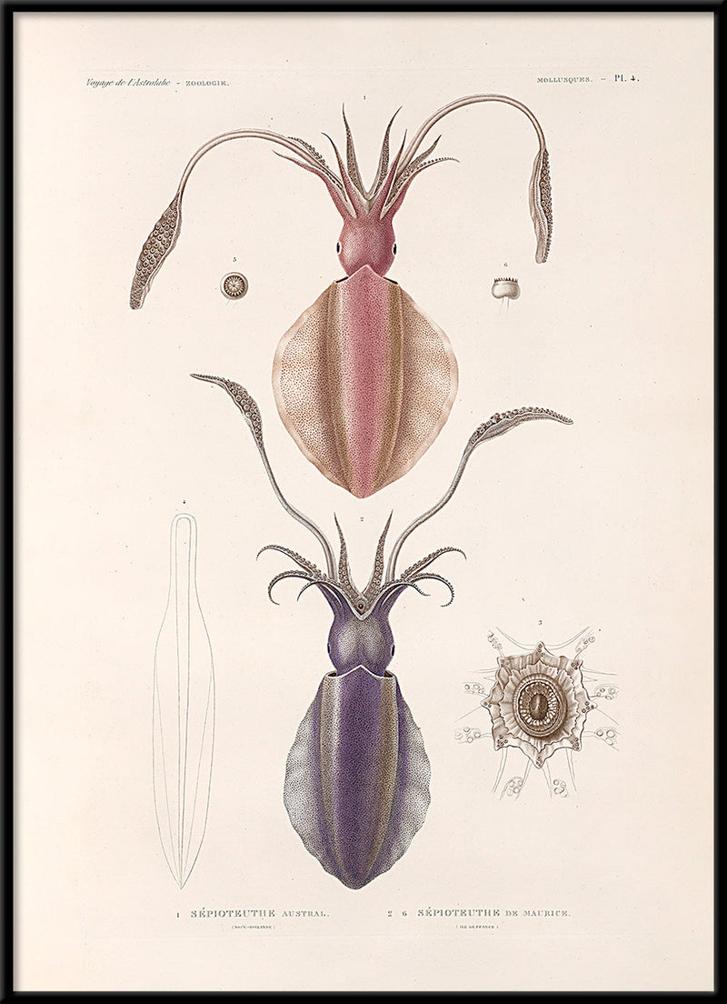 Bilde Mollusques - PL.4