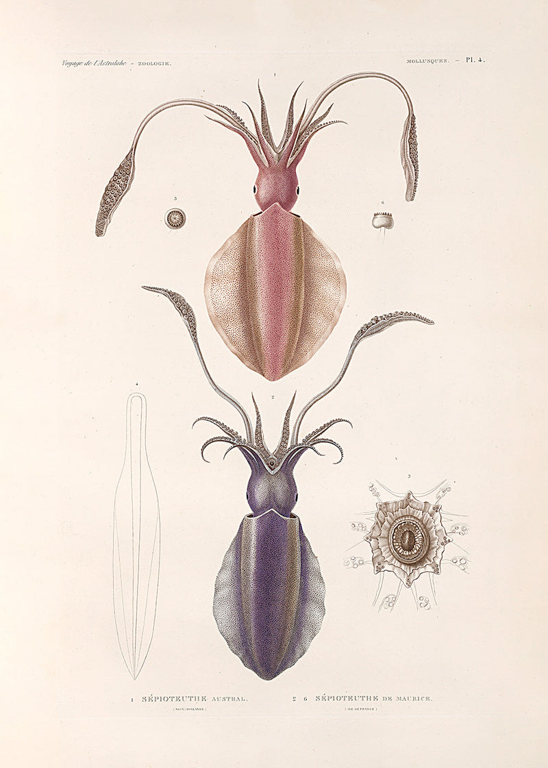 Bilde Mollusques - PL.4