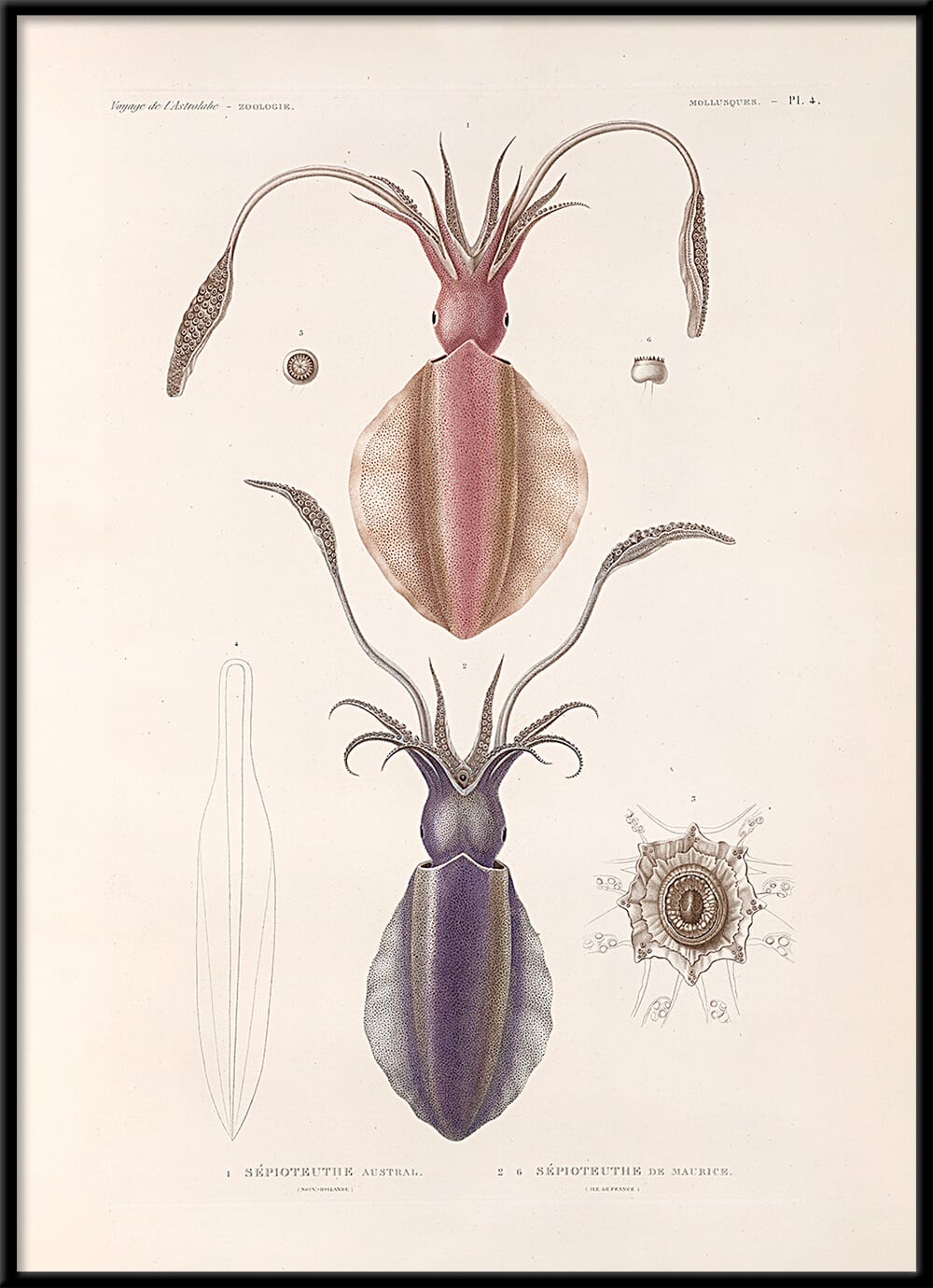 Bilde Mollusques - PL.4 - Hovedbilde
