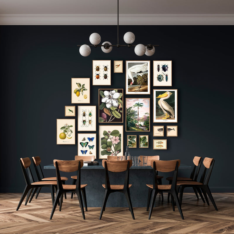 Bilde American White Pelican