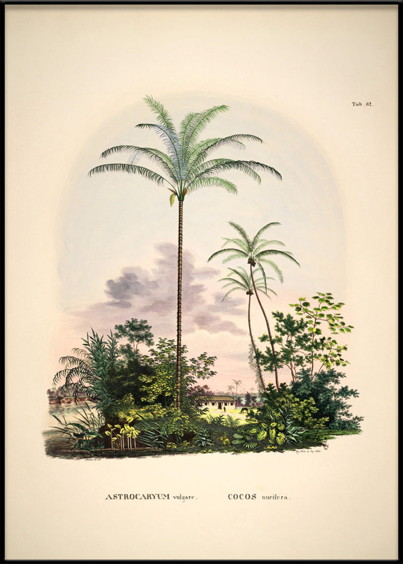 Bilde Astrocaryum vulgare. Cocos nucifera