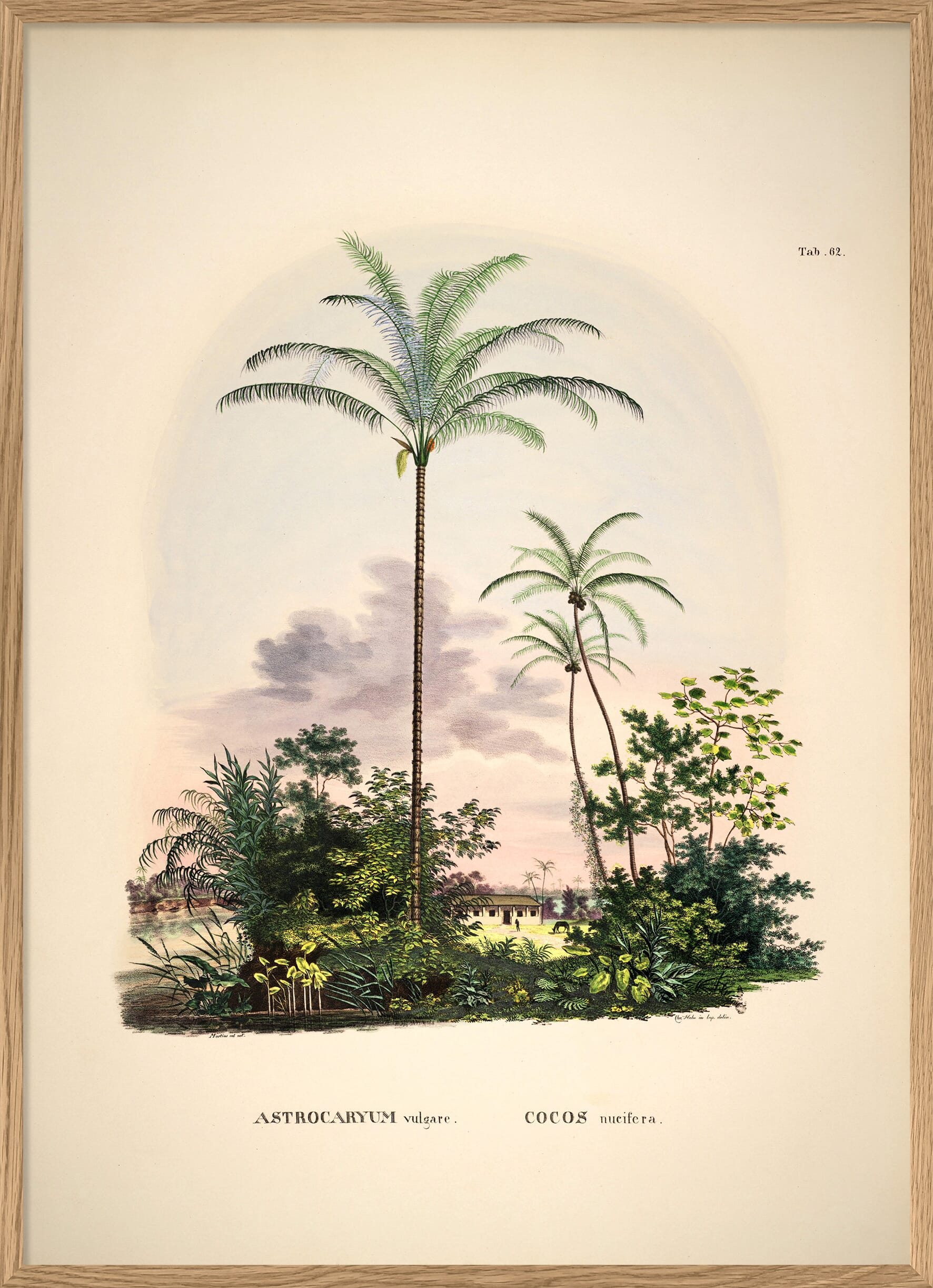 Bilde Astrocaryum vulgare. Cocos nucifera - Hovedbilde