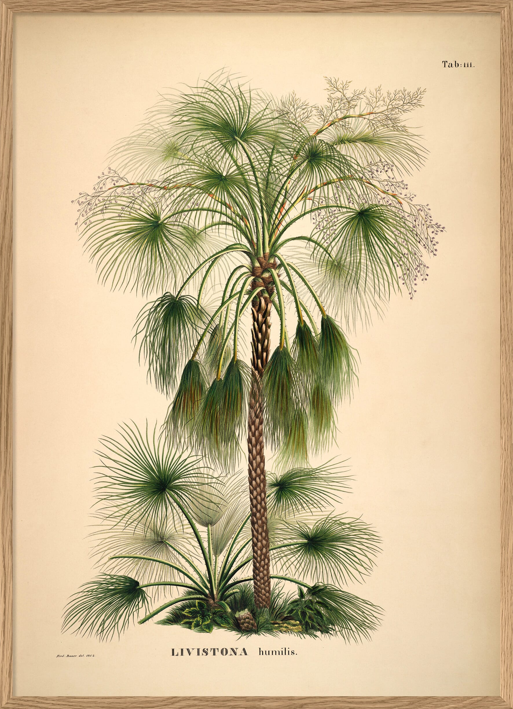 Bilde Livistona Humilis - Hovedbilde