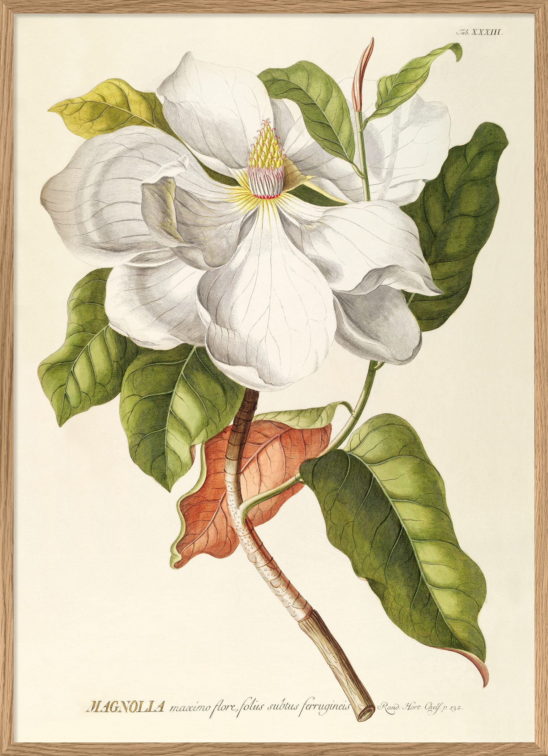 Bilde Magnolia - Hovedbilde
