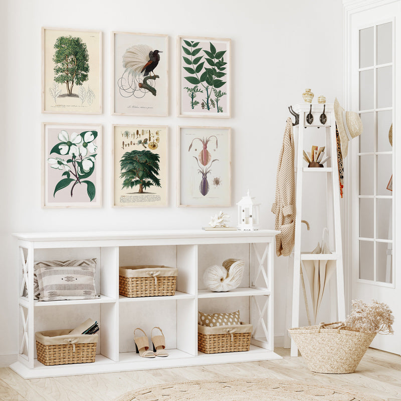 Bilde Mollusques - PL.4