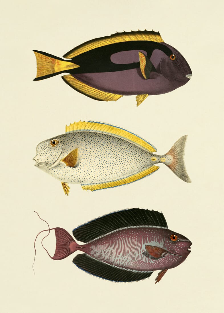 Bilde The Fishes 70x100 - Bilde 2