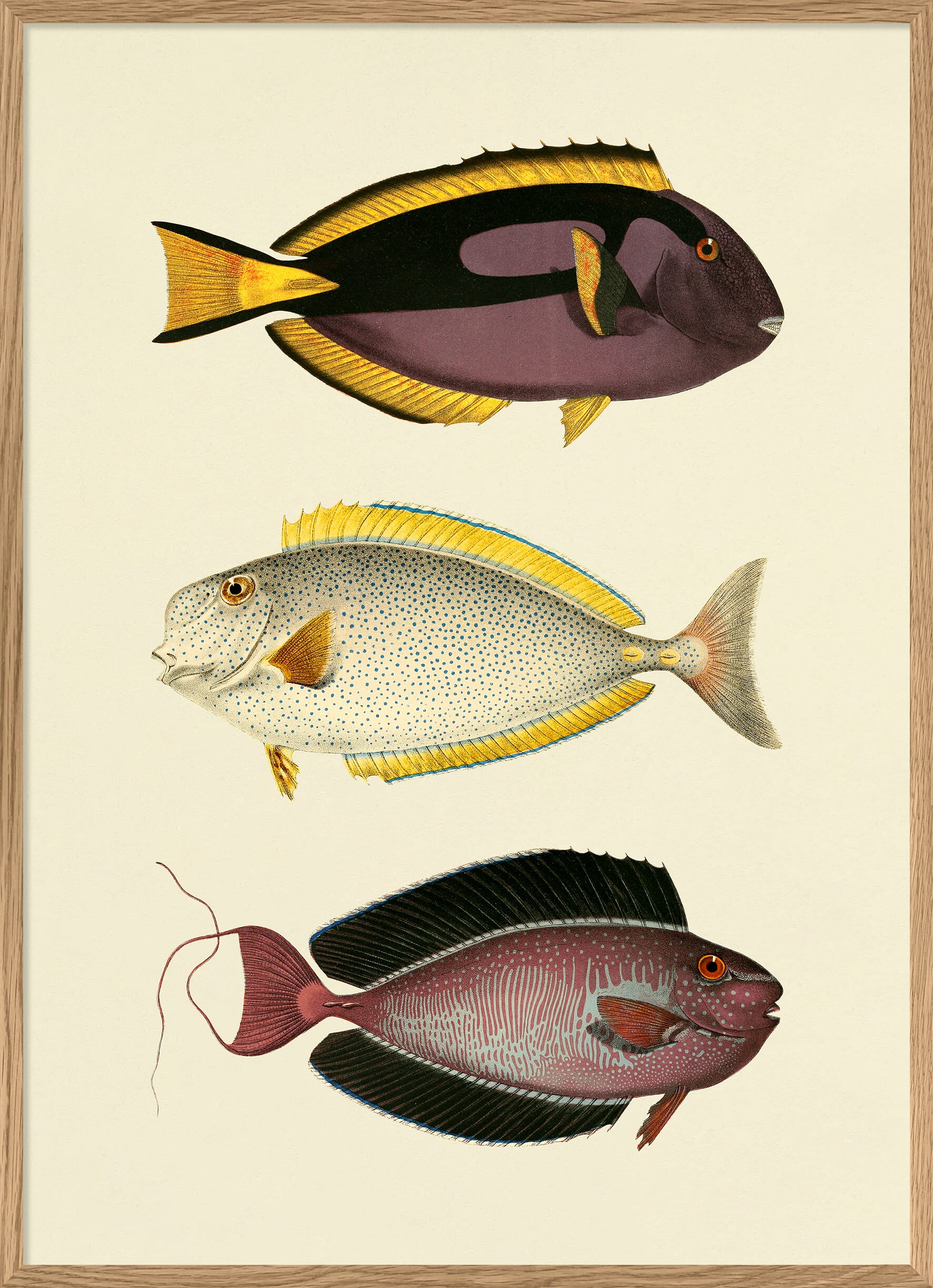 Bilde The Fishes 70x100 - Hovedbilde