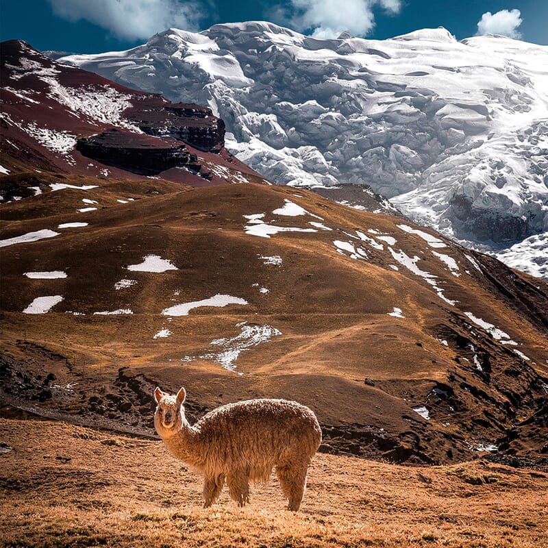 Alpakkapledd  Horizon Yellow Ochre - Bilde 5