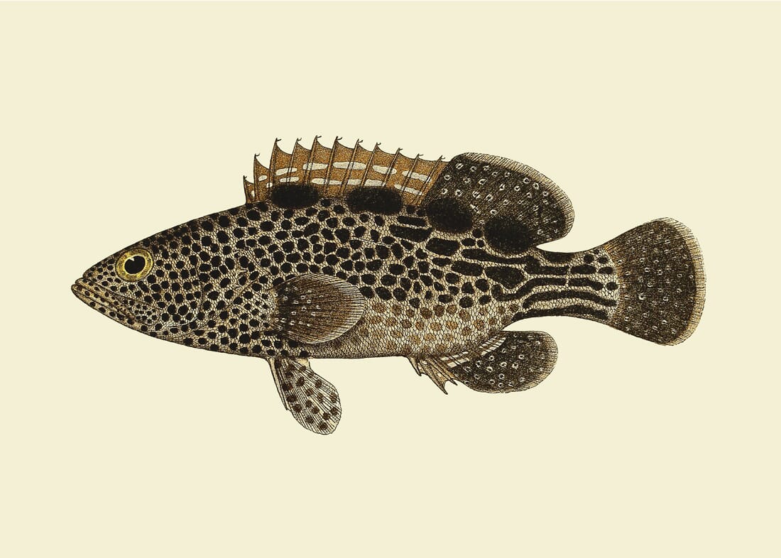 Bilde Brown Dots - Bilde 2