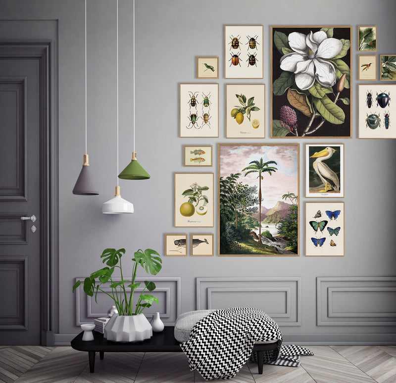 Bilde American White Pelican