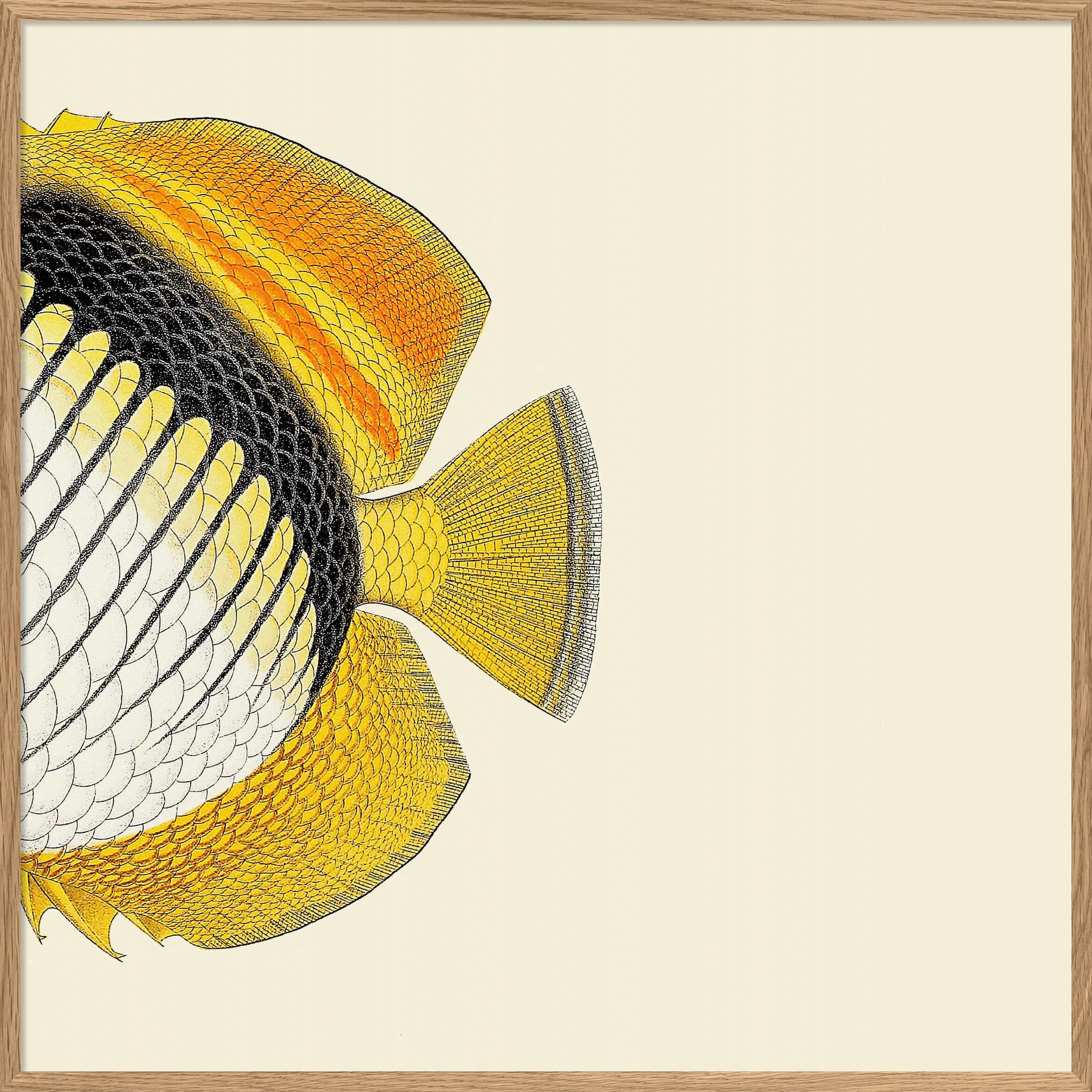 Bilde Half Fish White Yellow Right - Hovedbilde