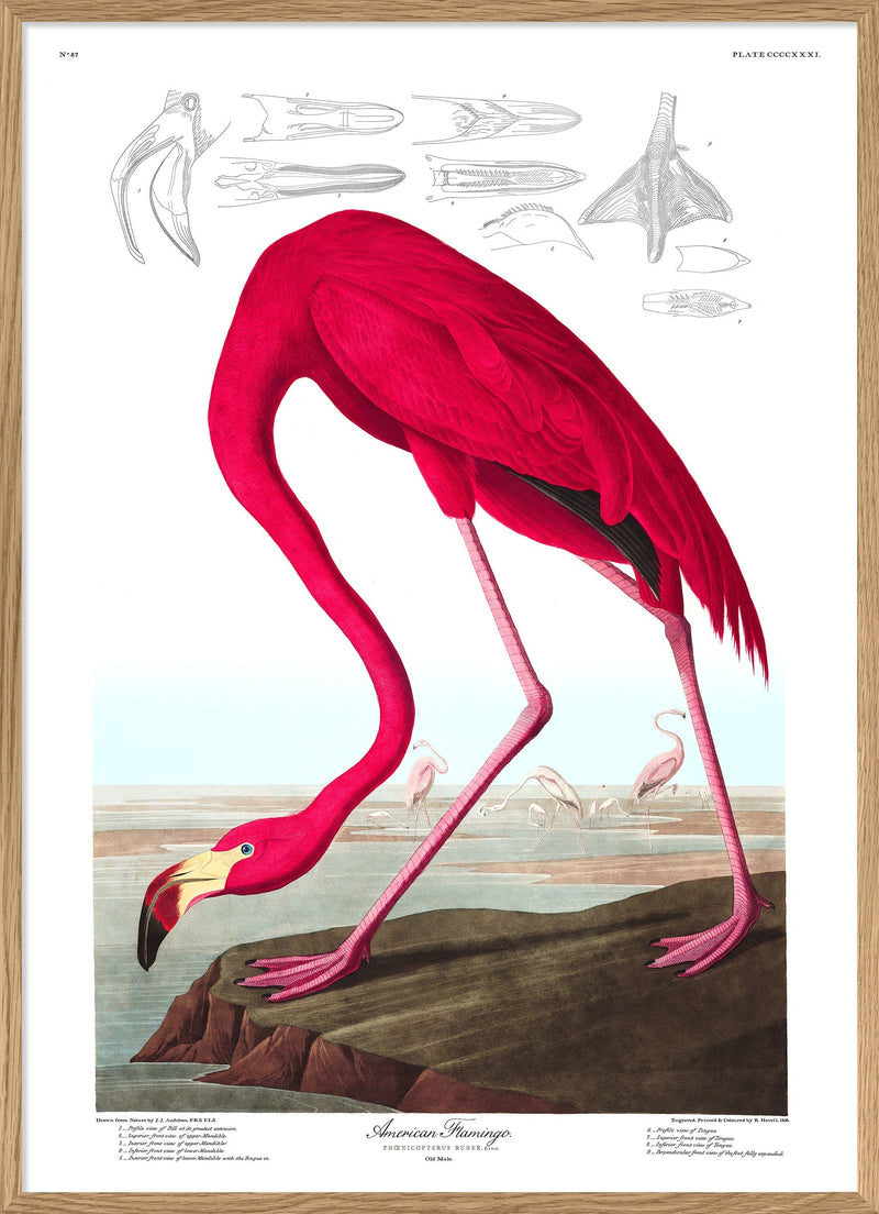 Bilde American Flamingo
