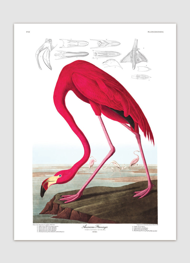Bilde American Flamingo