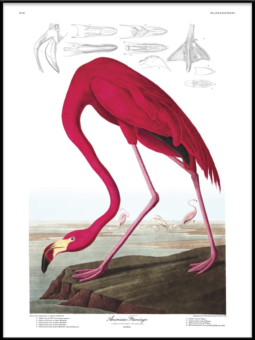 Bilde American Flamingo - Hovedbilde