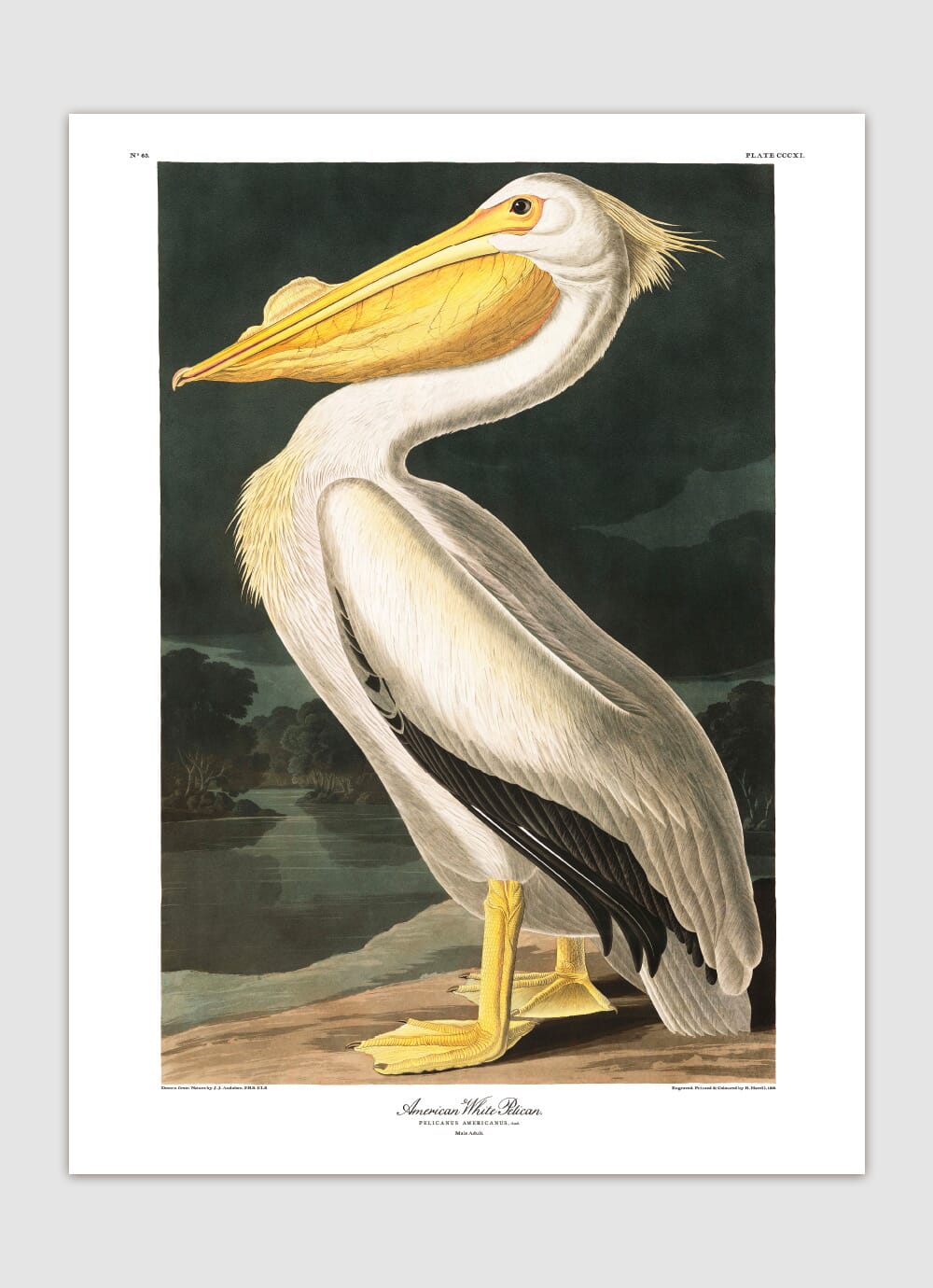 Bilde American White Pelican - Bilde 2