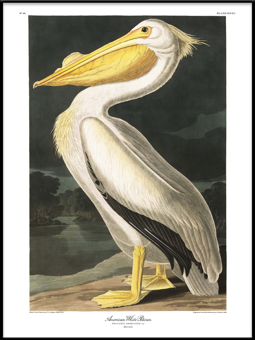 Bilde American White Pelican - Hovedbilde