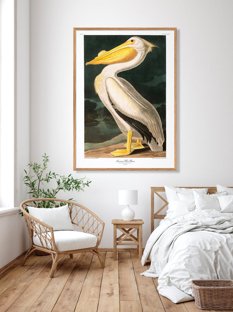 Bilde American White Pelican