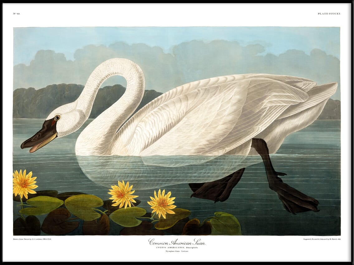 Bilde Swan - Hovedbilde