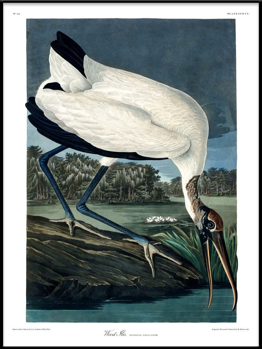 Bilde Wood Ibis - Hovedbilde