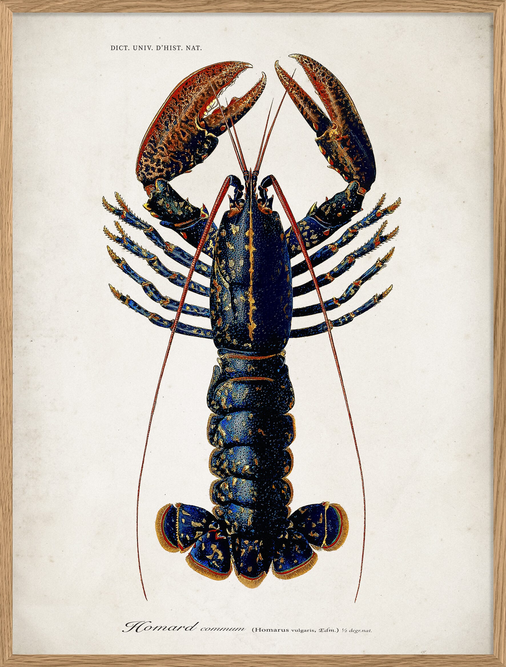 Bilde Lobster - Hovedbilde