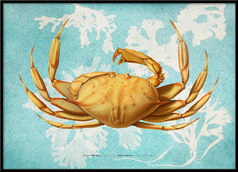 Bilde Platymera 30x40