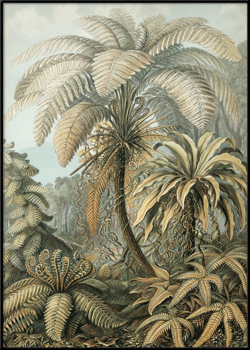 Bilde Alsophila - Hovedbilde