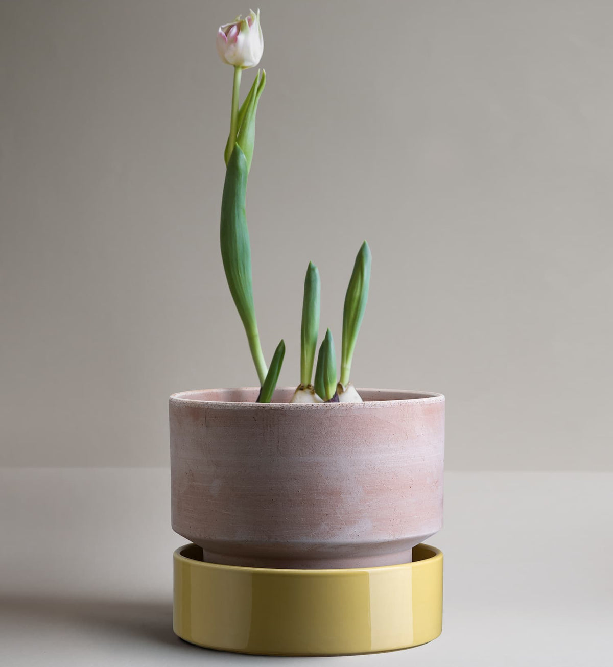 Potte Hoff Rosa/Pale Yellow Ø30