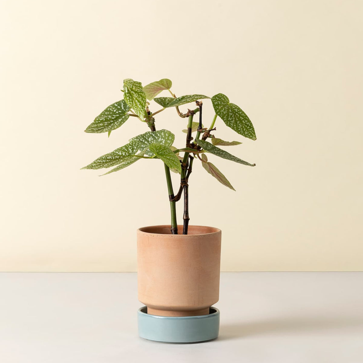 Potte Hoff Rosa/Misty Blue Ø14