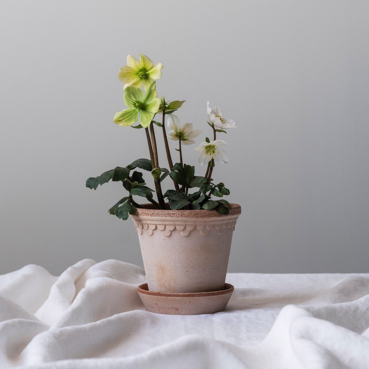 Københavner Krukke Rose 16x14