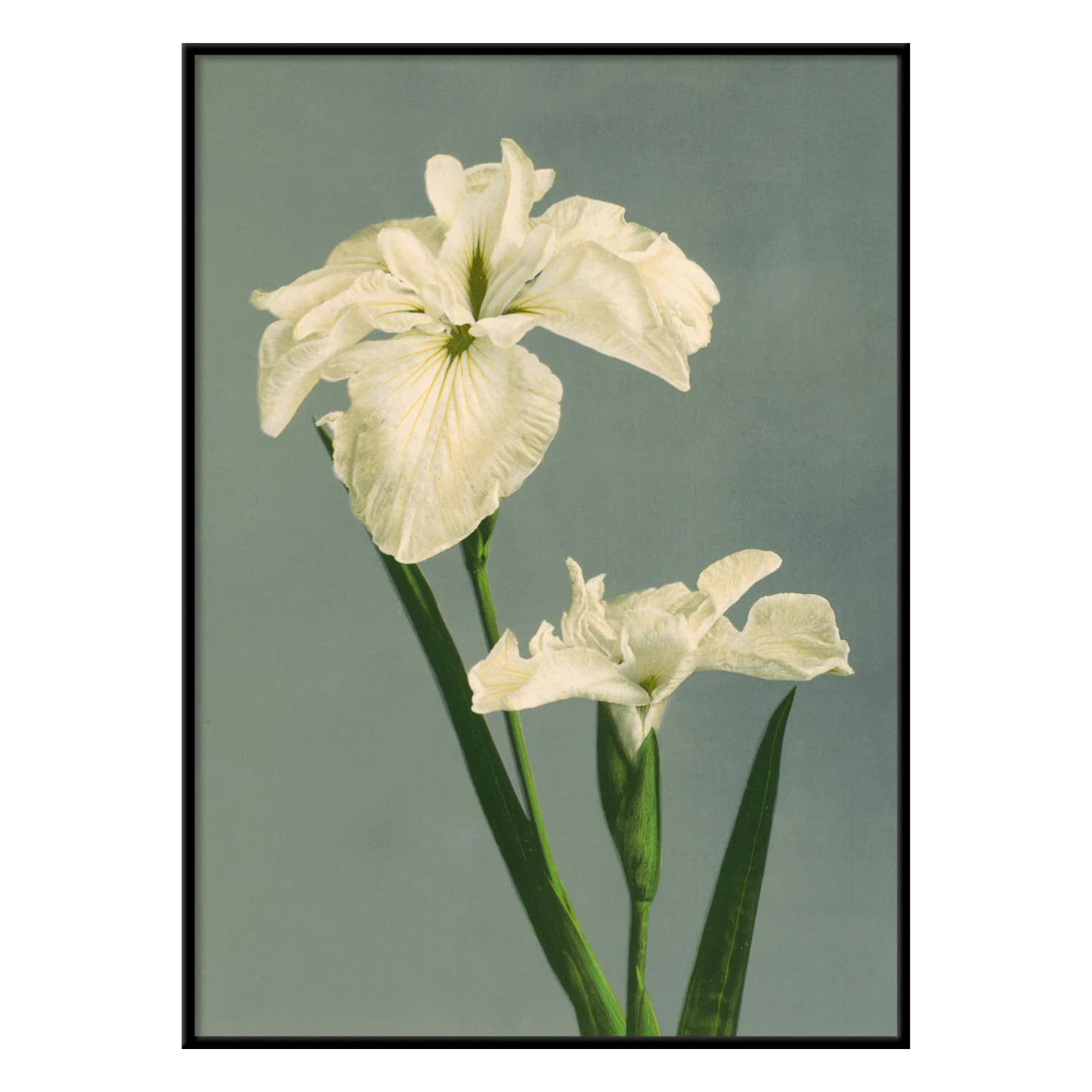 Bilde Iris Laevigata