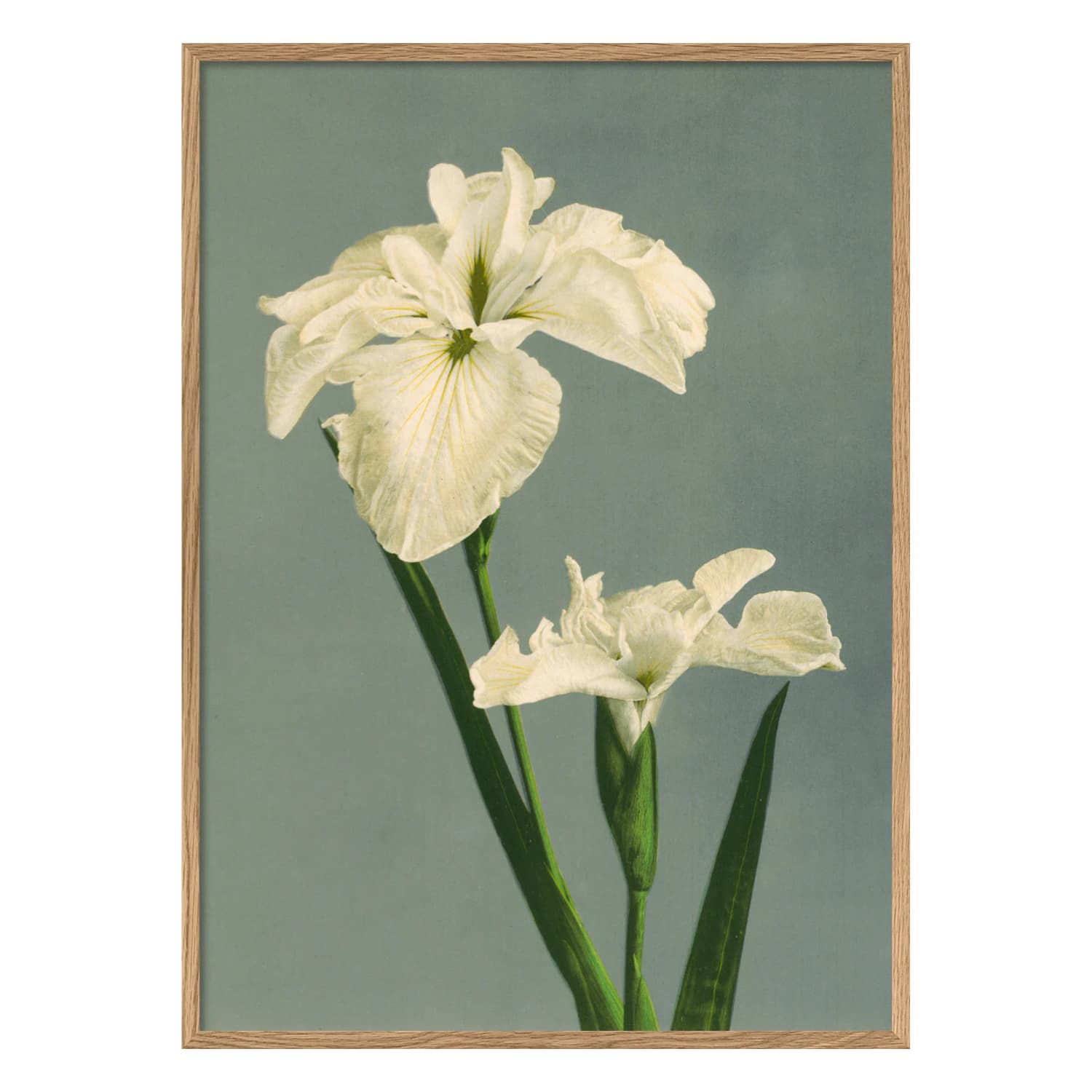 Bilde Iris Laevigata
