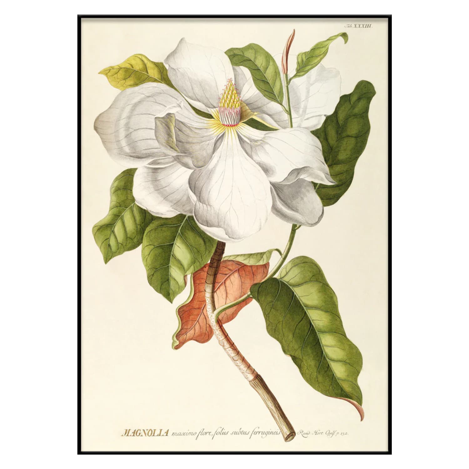 Bilde Magnolia