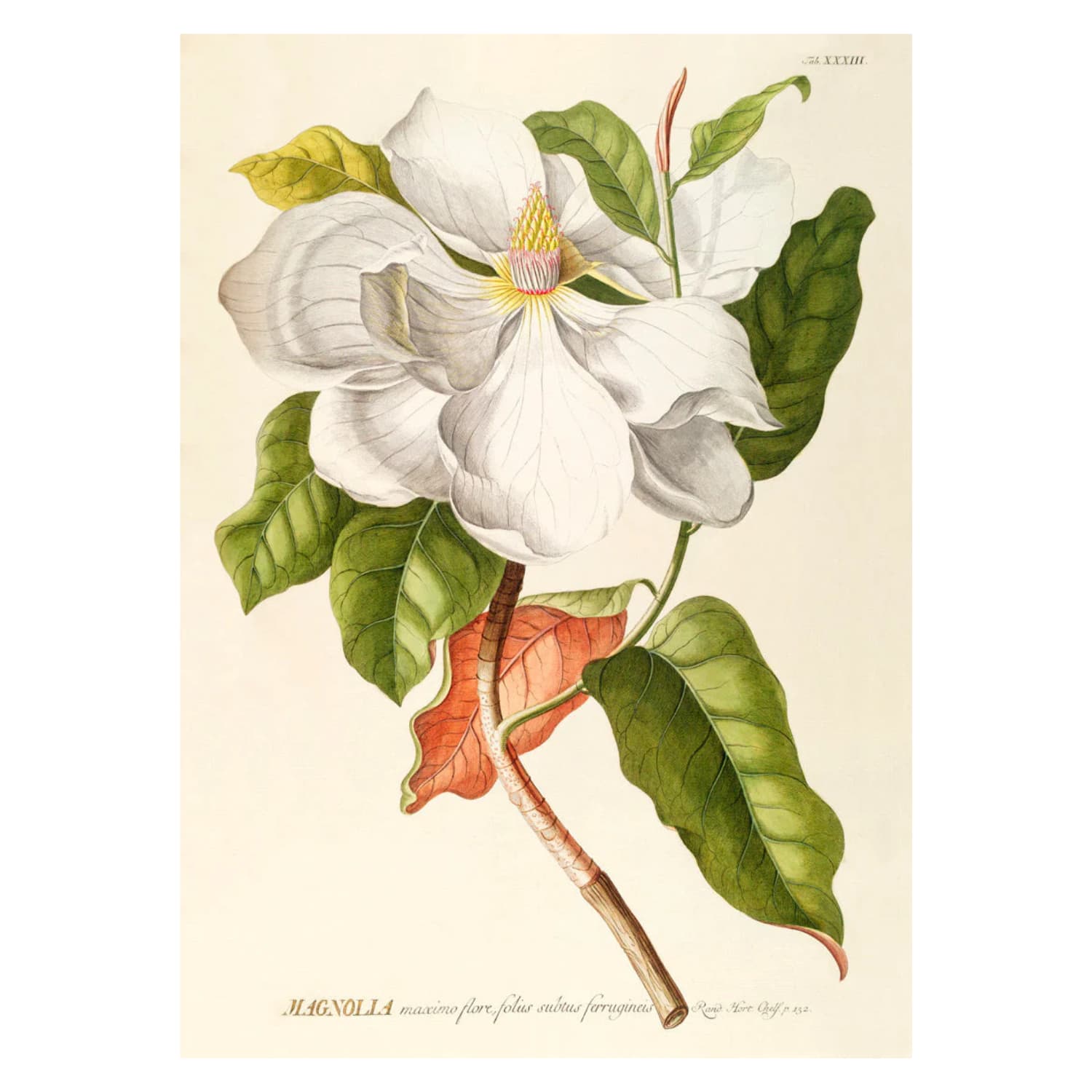 Bilde Magnolia