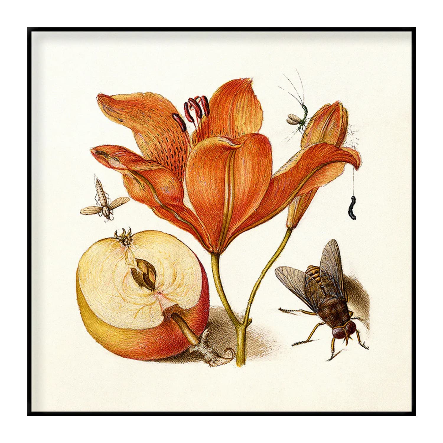 Bilde Orange Lily 61x61