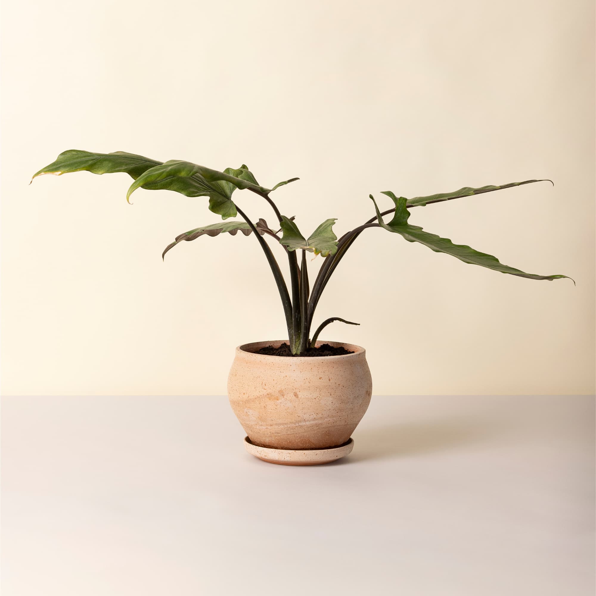 Potte Delphi Raw Rosa Low 24cm