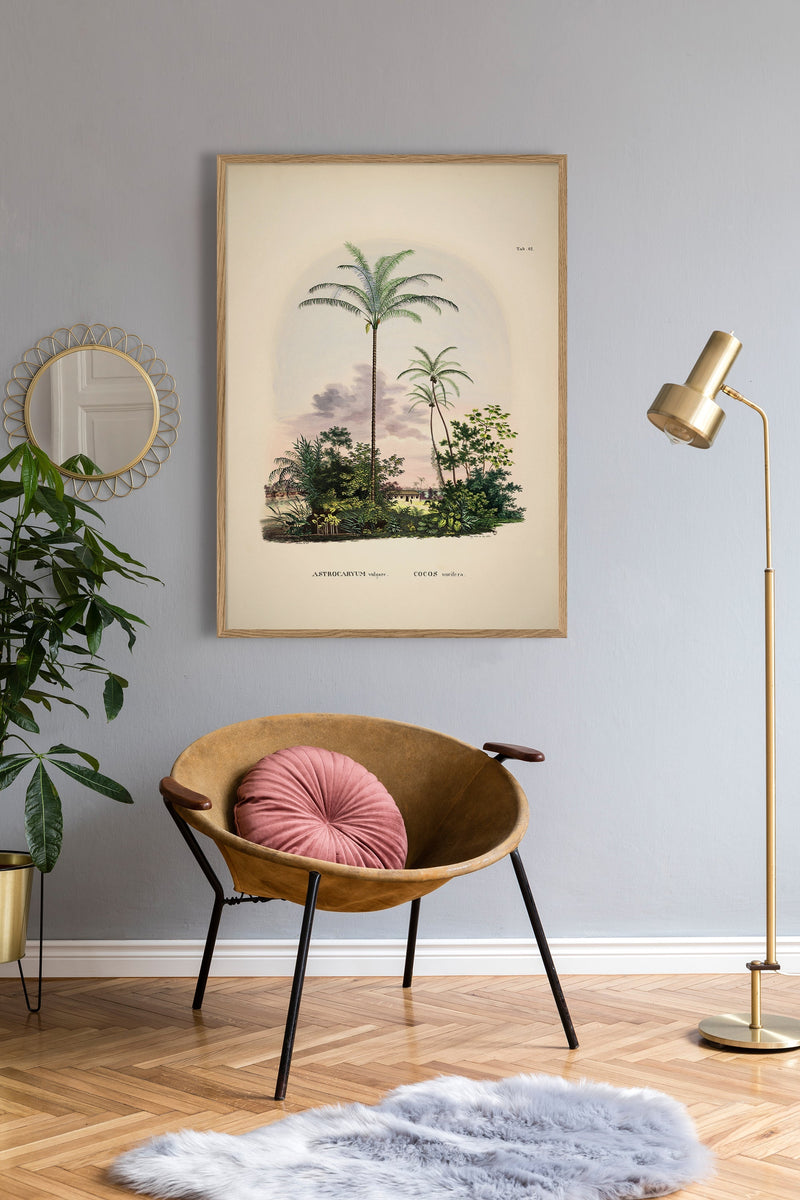 Bilde Astrocaryum vulgare. Cocos nucifera