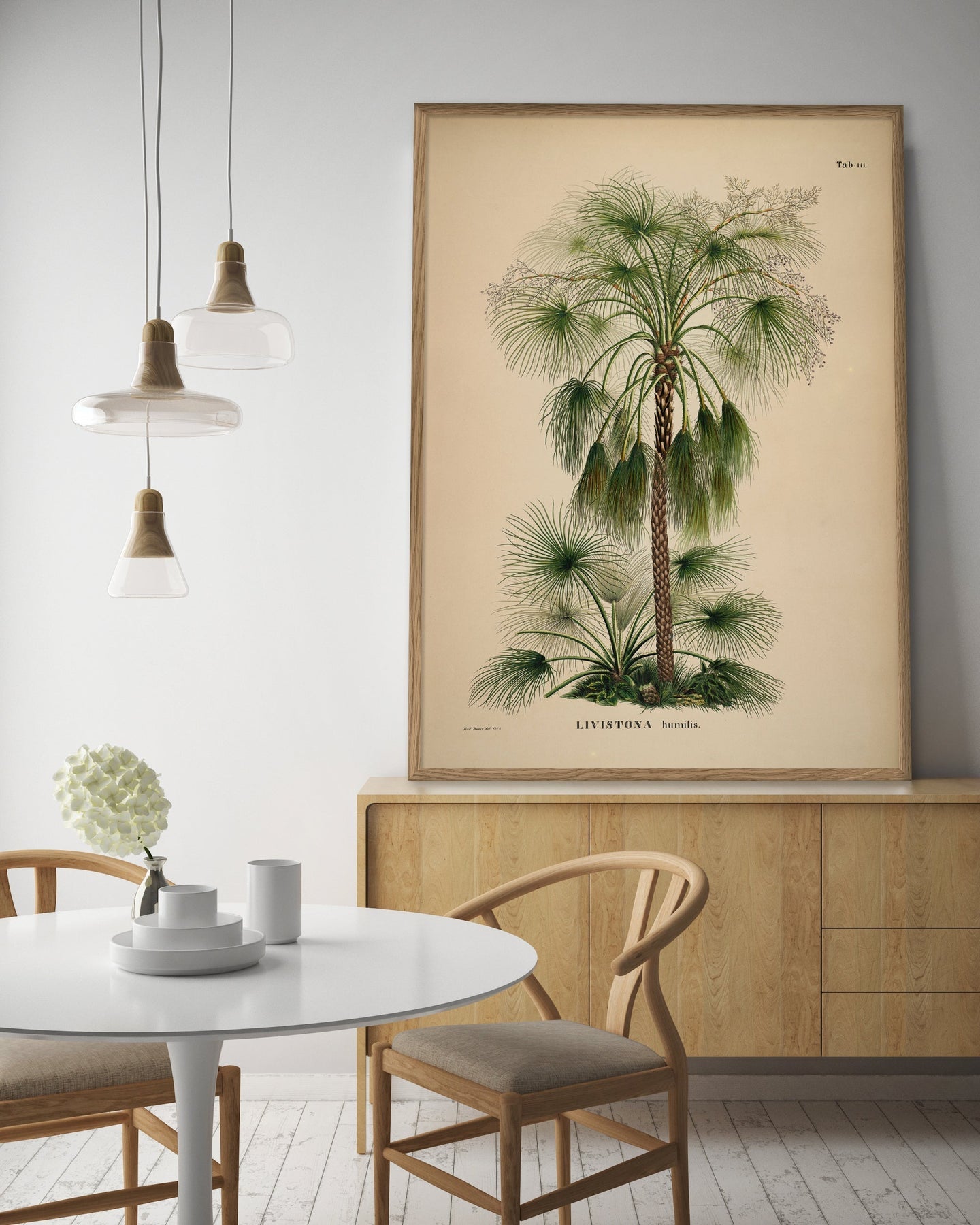 Bilde Livistona Humilis