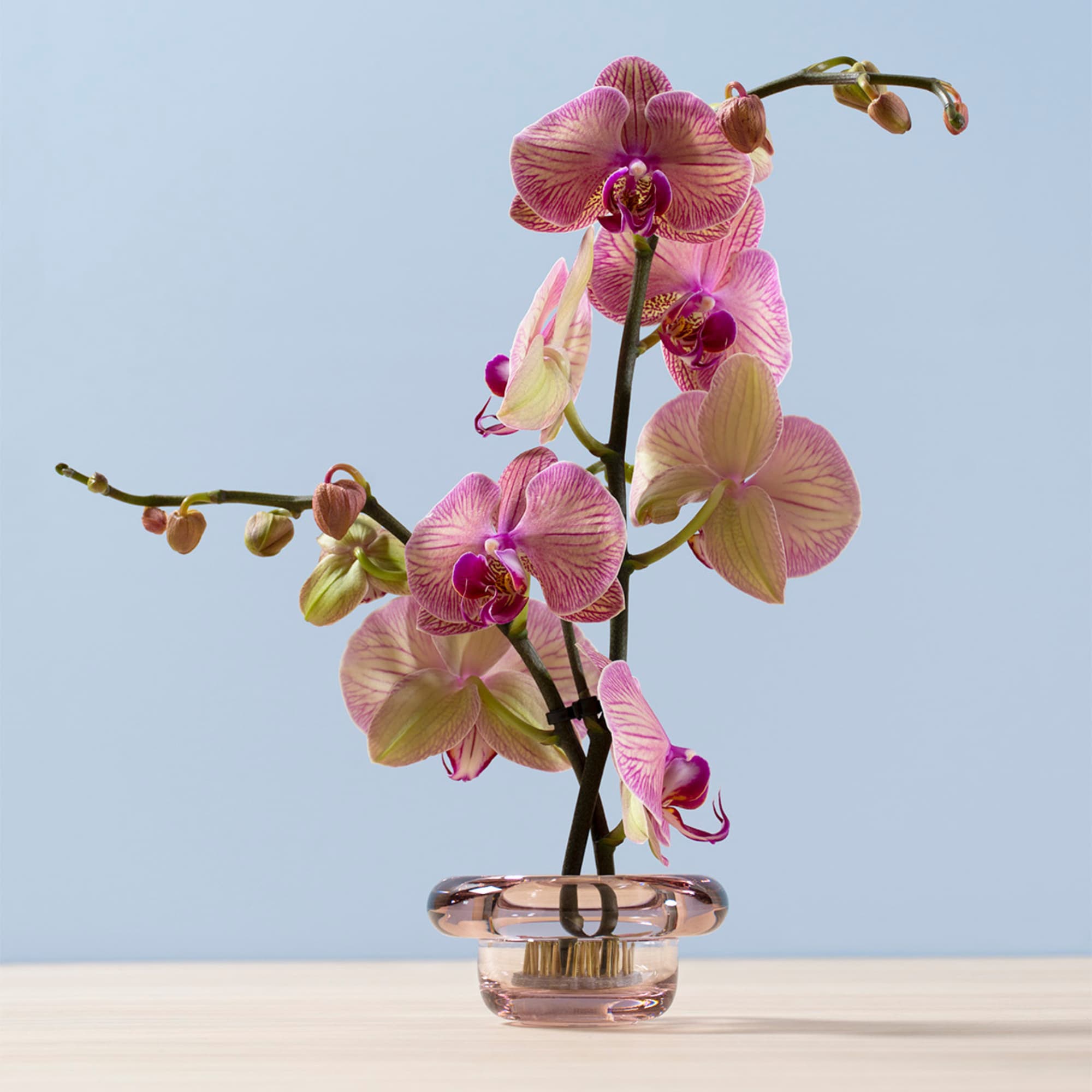 Lysestake Sirkel Primrose Pink