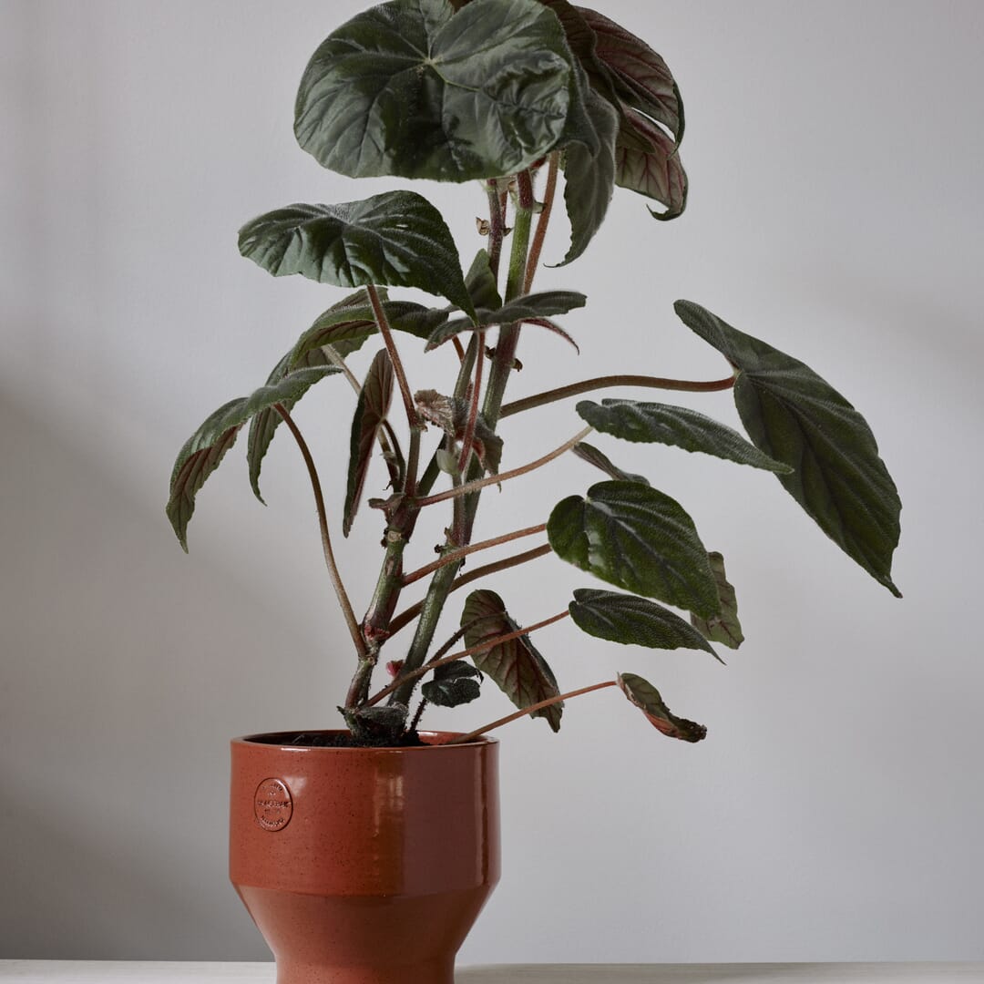 Blomsterpotte Edge Burned Red Ø:25 - Bilde 3