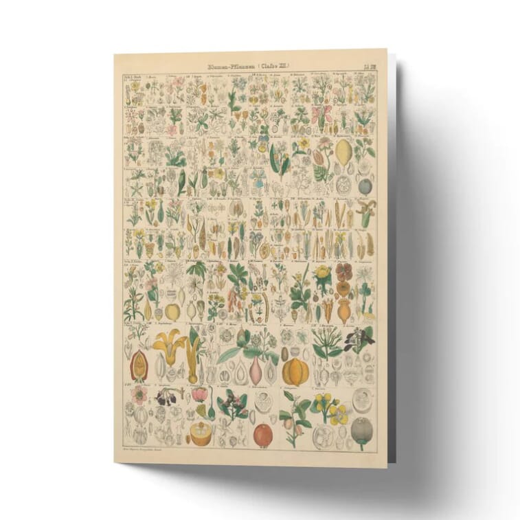 Kort Flora Chart I (A6) - Hovedbilde